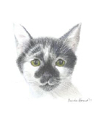 Coloured Pencil Drawing Cat
