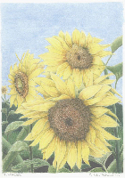 Coloured Pencil Drawing Sunflower